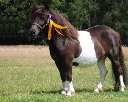 horse Lady Lola vom Elsensee (Shetland Pony, 2019, from Blackertor Island Paintbox)