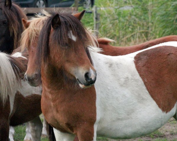 Zuchtstute Coco Chanel vom Elsensee (Shetland Pony, 2019, von Blackertor Island Paintbox)