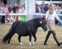 horse Lady Luna vom Elsensee (Shetland Pony, 2017, from Guus v. Stal Break of Dawn)