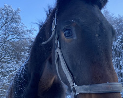 dressage horse Blueberry Belle (German Warmblood, 2021, from Galaxy)