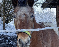 horse Burli (unknown,  )