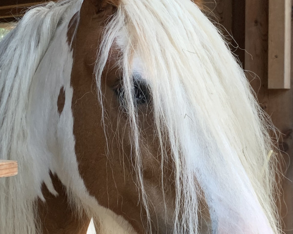 horse Bell (Tinker / Irish Cob / Gypsy Vanner, 2016)