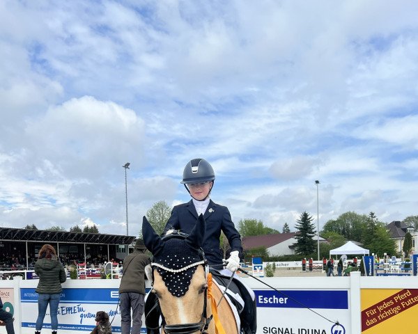 dressage horse Chivas Macaron Dancing (German Riding Pony,  )