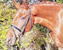 horse Rose (Westfale, 2013, from Riccio)