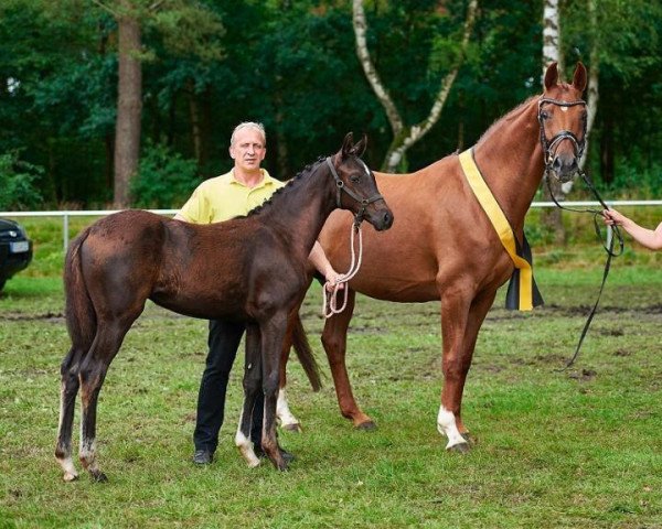 broodmare Frieda BC (Hanoverian, 2017, from Fürstenball)