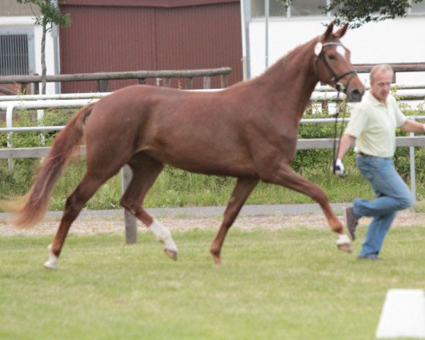 broodmare First Lady BC (Hanoverian, 2011, from Fuechtels Floriscount OLD)