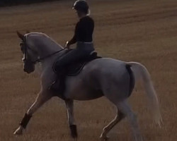 dressage horse Grand Dusty (Brandenburg, 2000, from Bazar ShA)