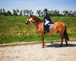 jumper Gerry 158 (German Riding Pony, 2005, from Gaylord ox)