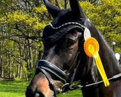 dressage horse Khaleesi 4 (Trakehner, 2016, from El Greco)