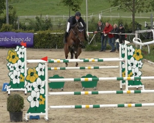 Springpferd Hans Fs (Zangersheide Reitpferd, 2018, von VDL Harley)