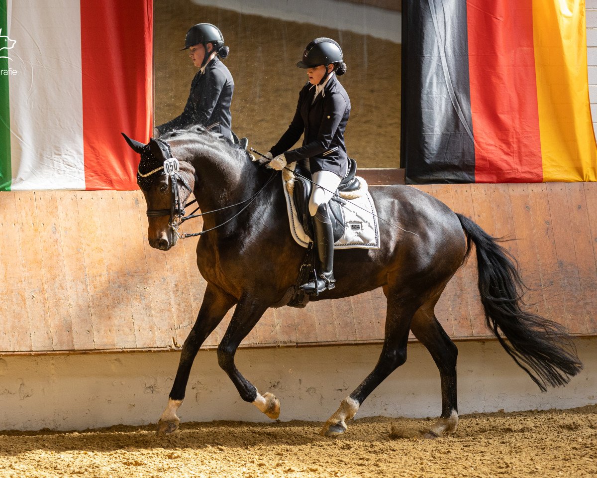 dressage horse Baumann's Latoya (Westphalian, 2013, from Licotus)