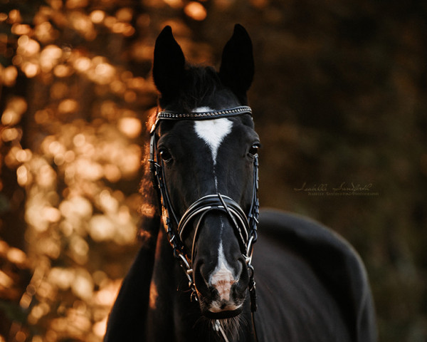 dressage horse Haily Sue (Hanoverian, 2013, from Heinrich Heine)
