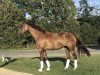 broodmare Venezia (Rhinelander, 2016, from Veneno)