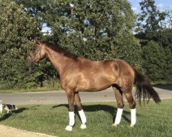 broodmare Venezia (Rhinelander, 2016, from Veneno)