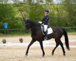 dressage horse Hot Hit 2 (Oldenburg, 2007, from Hotline)