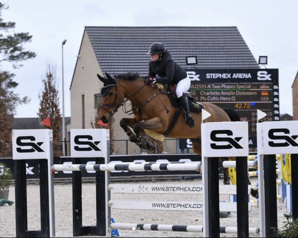 jumper Pls Celtic Hero Q (Irish Sport Horse, 2017, from Celtic Hero B Z)