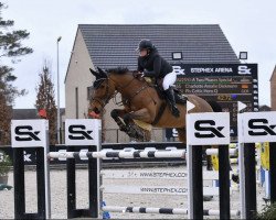 Springpferd Pls Celtic Hero Q (Irish Sport Horse, 2017, von Celtic Hero B Z)