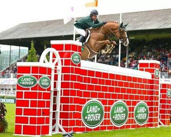 Deckhengst Castlecomer Q (Irish Sport Horse, 2002, von Obos Quality)