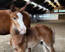 dressage horse Top Gun Maverick JB (Oldenburg, 2023, from Titolas)