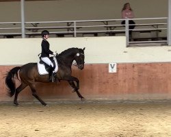 dressage horse Raton Hre II (Pura Raza Espanola (PRE), 2013, from Viajero VIII)