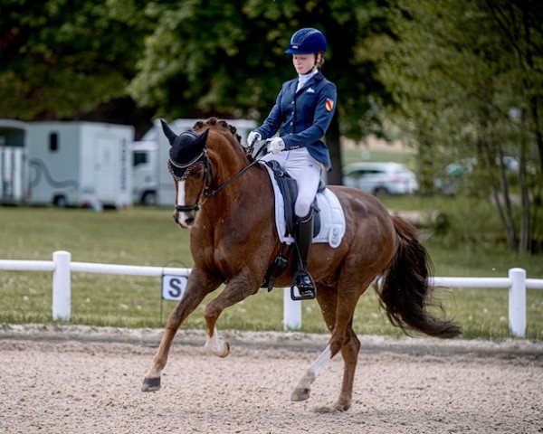 dressage horse Napoleon 456 (German Riding Pony, 2010, from Nanchos Naseweis WE)