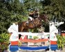 jumper Diacanna Blue (Oldenburg show jumper, 2012, from Diarado)