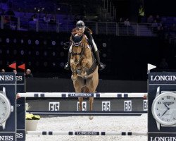 jumper Chacvaro (Oldenburg show jumper, 2009, from Chacco-Blue)