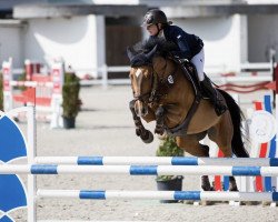 jumper Zaira Caletta (Czech Warmblood, 2010, from Lord Caletto GZ)