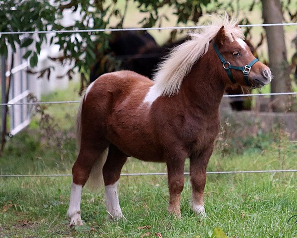 Pferd Coolstep Chucca (Shetland Pony, 2021, von Charmeur van Willem's Hof)