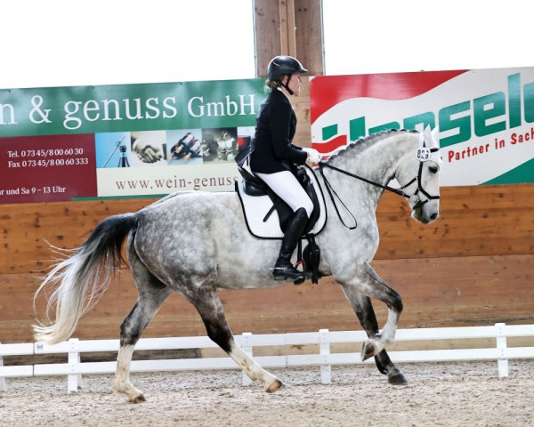 jumper Giacovally (German Warmblood, 2015, from Graf Top)