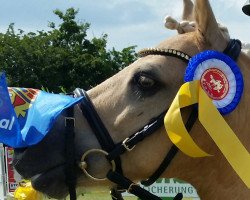 dressage horse Beschenhof Ravel (Welsh, 2002, from Weston Regent)