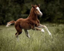 dressage horse Bellingham (Hanoverian, 2023, from Bonds)