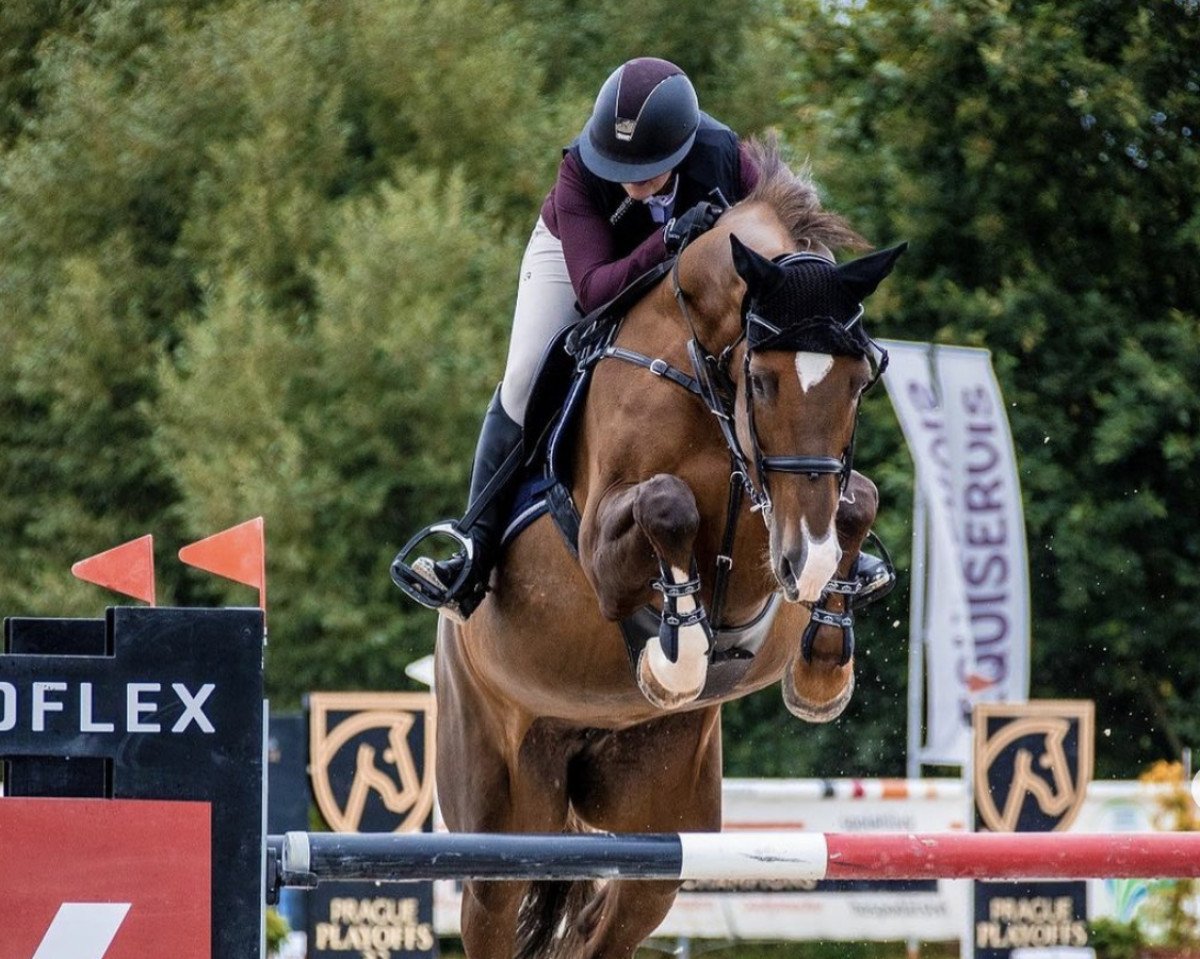 Springpferd Casilla - KL (Holsteiner, 2011, von Casall Ask)