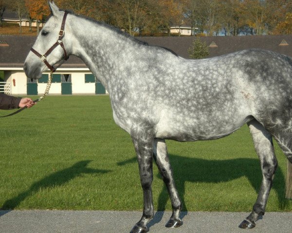 broodmare Caribena xx (Thoroughbred, 2004, from Linamix xx)