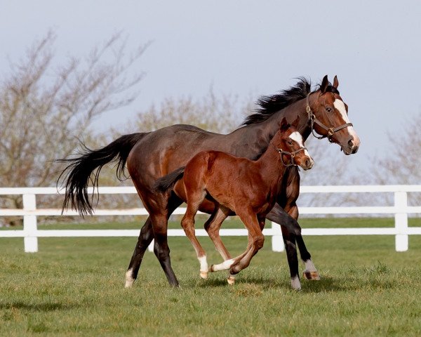 horse Keran xx (Thoroughbred, 2021, from Blue Point xx)