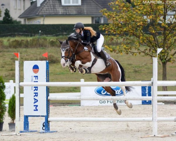 broodmare Duo Penotti (KWPN (Royal Dutch Sporthorse), 2008, from Ustinov)