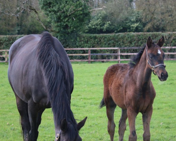 broodmare Sadiqa xx (Thoroughbred, 2016, from Poet's Voice xx)