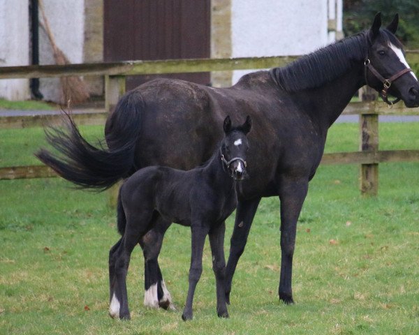 broodmare Garaliya xx (Thoroughbred, 2013, from New Approach xx)