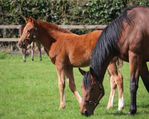 horse Stute von Zarak xx (Thoroughbred, 2023, from Zarak xx)