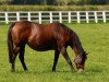 broodmare Zarkava xx (Thoroughbred, 2005, from Zamindar xx)