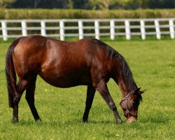 broodmare Zarkava xx (Thoroughbred, 2005, from Zamindar xx)