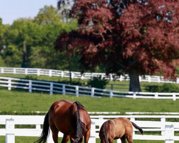 broodmare Ervedya xx (Thoroughbred, 2012, from Siyouni xx)