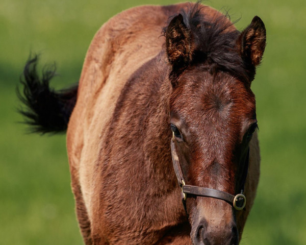 horse Hengst von Caravaggio xx (Thoroughbred, 2023, from Caravaggio xx)