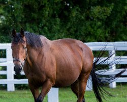 broodmare Narniyn xx (Thoroughbred, 2010, from Dubawi xx)