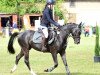 jumper Bob von der Geest (German Riding Pony, 2017, from Bismarck)