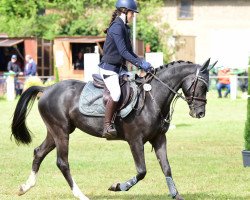 Springpferd Bob von der Geest (Deutsches Reitpony, 2017, von Bismarck)