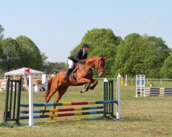 jumper Donatino 2 (Hanoverian, 2016, from Donatus)