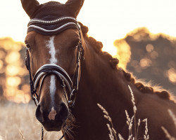 dressage horse Donna Carola (Rhinelander, 2013, from Depeche Mode)