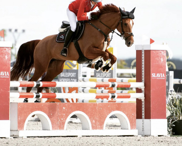 Springpferd Via Dalma (Tschechisches Warmblut, 2017, von Darbujan Bono)