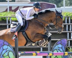 jumper Icara (KWPN (Royal Dutch Sporthorse), 2013, from Mtf Starpower)